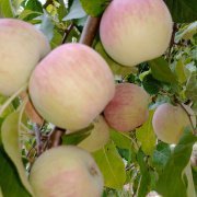 Harvest Day at the Community