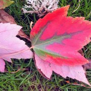 Harvest Seva Day at the Temple