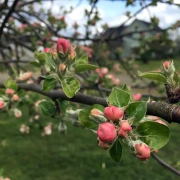 Women's Retreat: Joy of the Heart